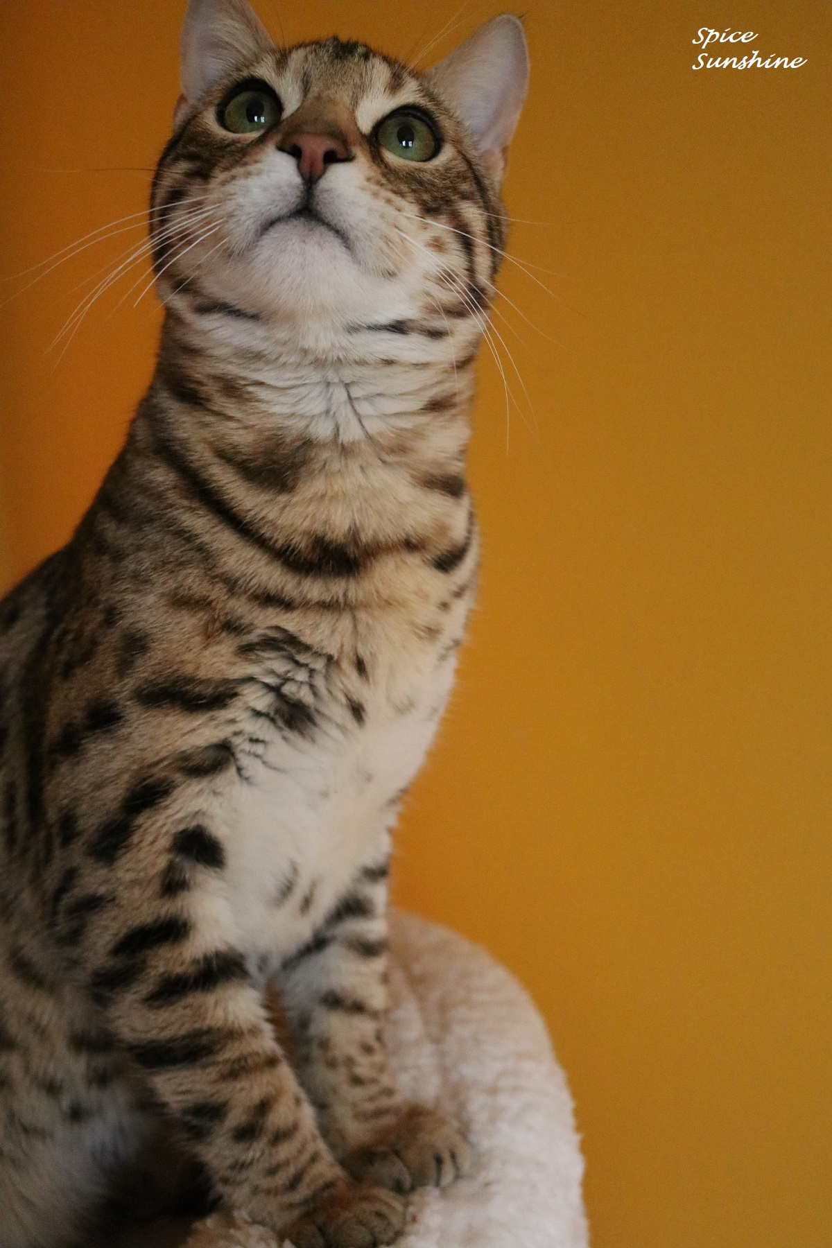 SPICE SUNSHINE, male bengal brown spotted